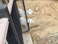 -石家庄市动物园