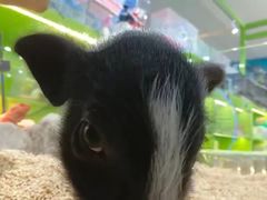 -阿西娅食府(中关村店)