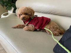 -美联众合动物医院·24h转诊中心