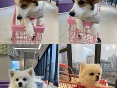 -怪兽屋·羊驼·猫咖·狗咖(俊华广场店)