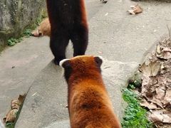 -都江堰中华大熊猫苑