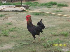 小动物园-大公鸡-意大利农场度假村