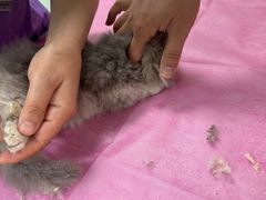 -北京观赏动物医院·24小时大型综合·猫专科·异宠专科