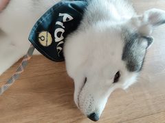 -Husky Go! 哈士奇体验馆·宠物咖啡厅狗咖
