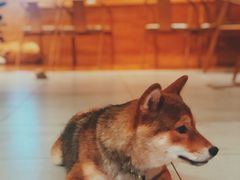 抹茶-柴务处·柴犬主题狗咖