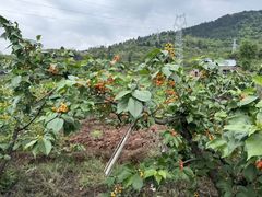 -桃源山庄·摘樱桃·柴火鸡·烧烤团建(龙泉山店)