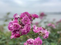 -贡湖湾湿地公园