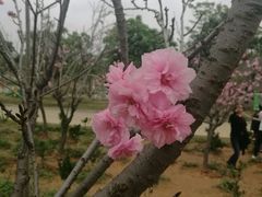 -天适樱花悠乐园