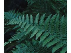 -丽江植物园
