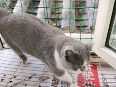 -猫小院猫主题咖啡厅(北锣店)