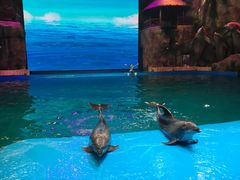 -芜湖新华联大白鲸海洋公园