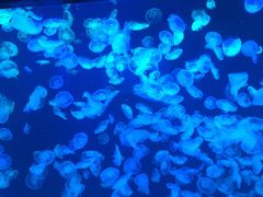 -大连圣亚海洋世界