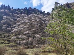 -芦芽山旅游度假区