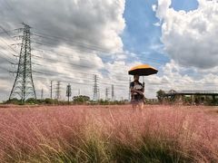 -王借岗森林公园