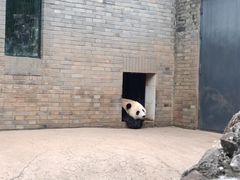 -都江堰中华大熊猫苑