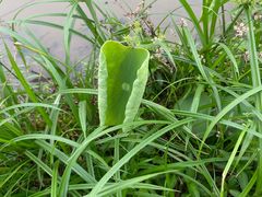 -光明小镇欢乐田园