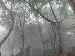 -铁山坪森林公园