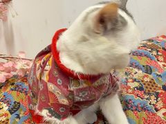 -柴迷FANS CLUB·柴犬狗咖·猫咖