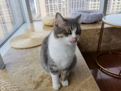 -Catmate·猫肥家润(金润铂宫店)
