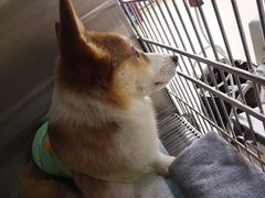 -艾贝尔宠物医院·狂犬免疫点(江山金象城店)