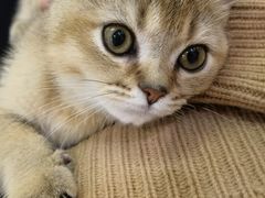 -糯米喵星人总部直营旗舰店·猫舍·幼猫出售