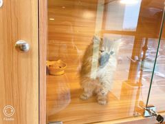 -猫十亿·布偶金渐层·曼基康矮脚猫舍(青年路店)