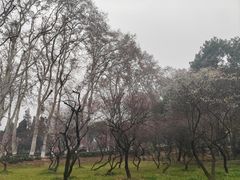 -武汉大学-樱园