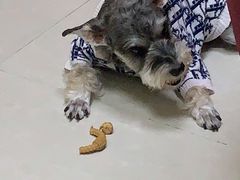 -瑞鹏宠物医院·骨科·猫科·内科(第一中心)