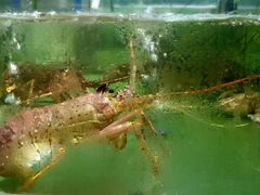 -聚鲜阁海鲜美食城(香水湾店)