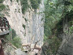 -鹿院坪生态旅游景区