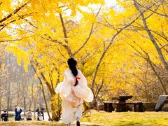 -千年银杏谷文化旅游区