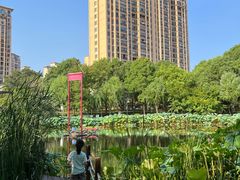 -陈家山荷花公园