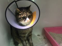 -瑞派·关忠动物医院·异宠专科·犬猫肿瘤·皮肤专科(望京店)