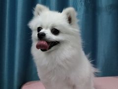 -福懋动物医院·犬猫全科·外科·重症科(杏林分院)