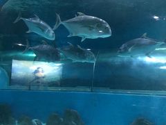 -苏州海洋馆