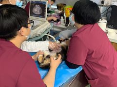 -纳吉亚猫专科动物诊疗中心(蒋宅口分院)