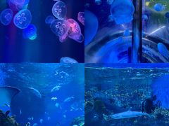 -海合安成都极地海洋公园
