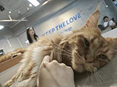 -Heymao猫咖.咖啡厅(东门店)