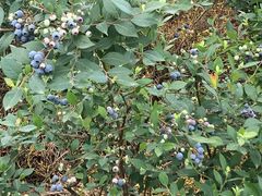 -金谷域澳洲庄园