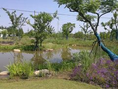 -上海长兴岛郊野公园