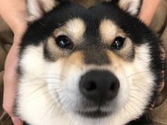 -逗柴咖啡屋·狗咖猫咖宠物桌游