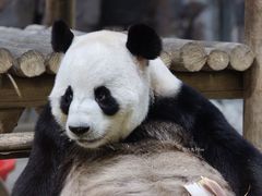 -栾川竹海野生动物园