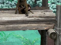 -西霞口神雕山野生动物世界