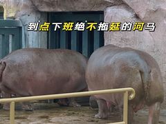 -武汉动物园