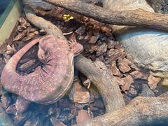 -上海大自然野生昆虫馆(东方明珠·爬宠昆虫探索中心)