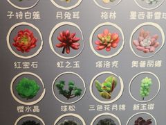 -花之城
