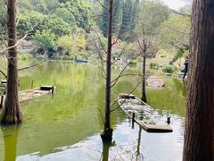 -深圳仙湖植物园