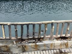 -广东惠东海龟国家级自然保护区