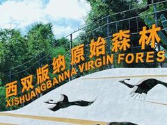 -西双版纳原始森林公园