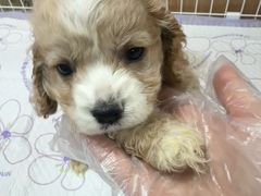 -翊宠yipet猫狗购宠庄园犬舍•猫舍